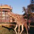 Disney\'s Animal Kingdom Lodge Resort