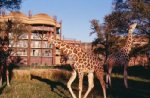 Disney's Animal Kingdom Lodge Resort