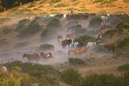 Eatons' Ranch - Wolf, WY