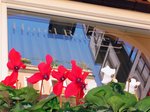Hotel Romae