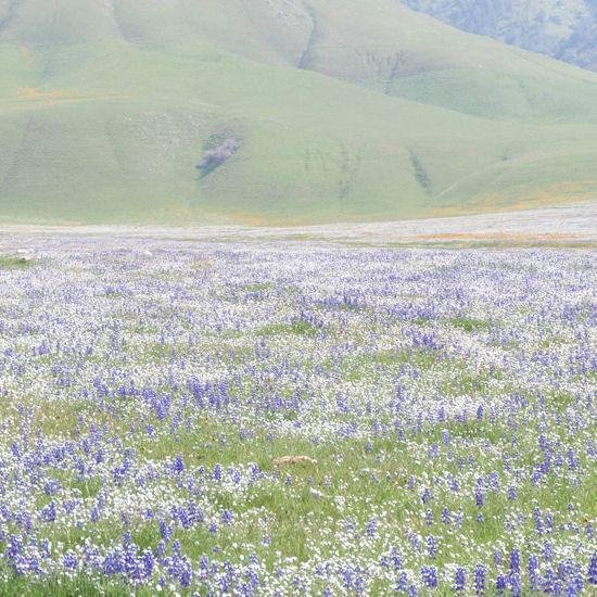 Stallion Springs Resort - Tehachapi, CA