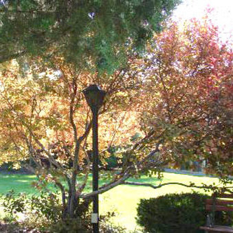 Pinecrest Inn Idaho Falls - Idaho Falls, ID
