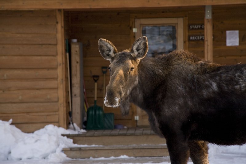 Spring Creek Ranch - Jackson, WY