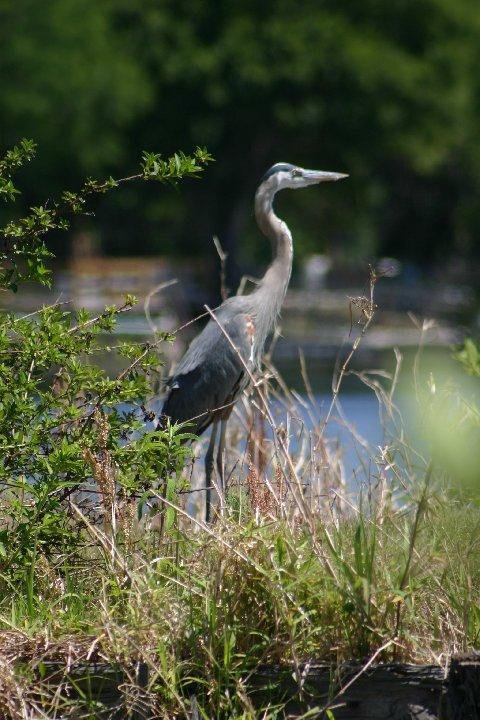 Tropical Resort & Marina - Deland, FL