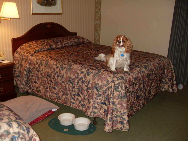 Highlander Inn - Manchester, NH