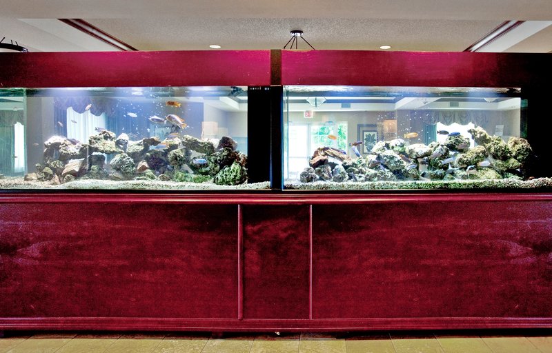 HOLIDAY INN EXPRESS - Tavares, FL