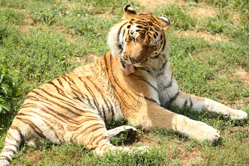 Crowne Plaza GREENVILLE-I-385-ROPER MTN RD - Greenville, SC