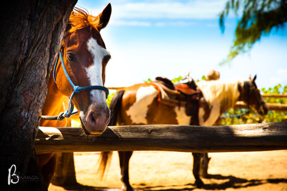 Turtle Bay Resort - Kahuku, HI