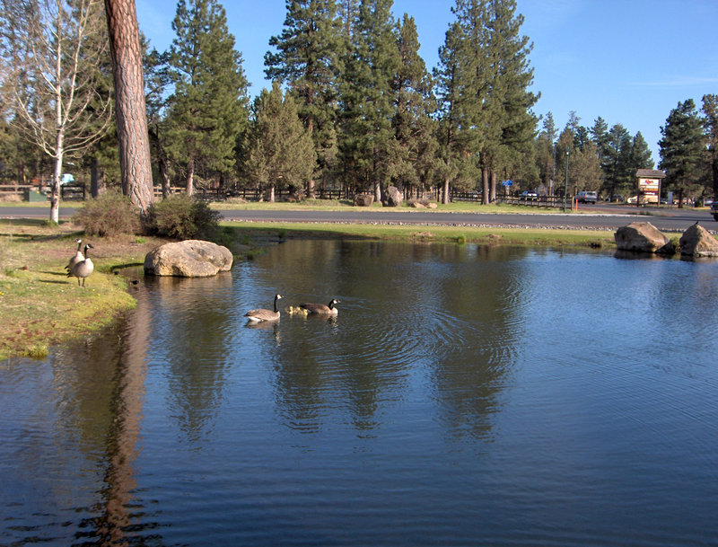 Best Western Ponderosa Lodge - Sisters, OR