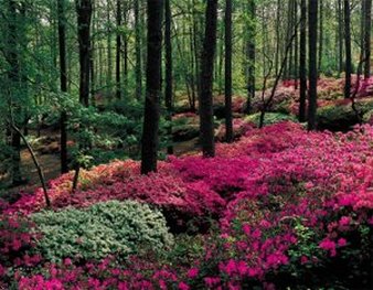 Callaway Gardens - Pine Mountain, GA