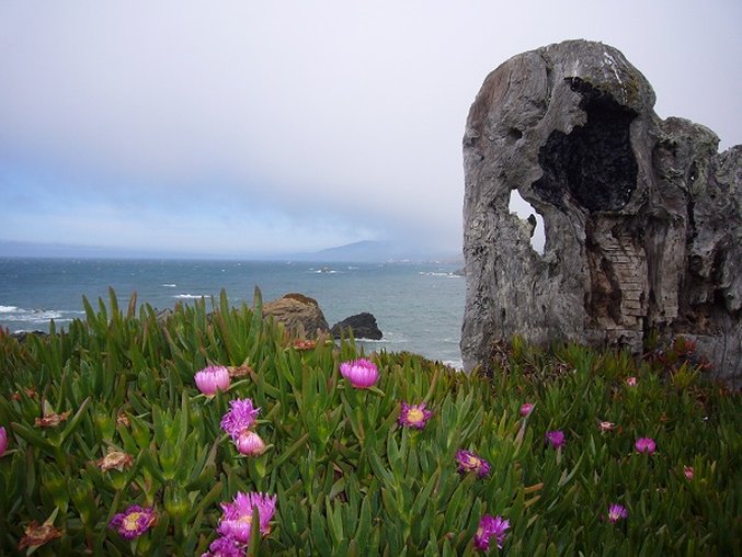 Jenner Vacation Rentals - Jenner, CA