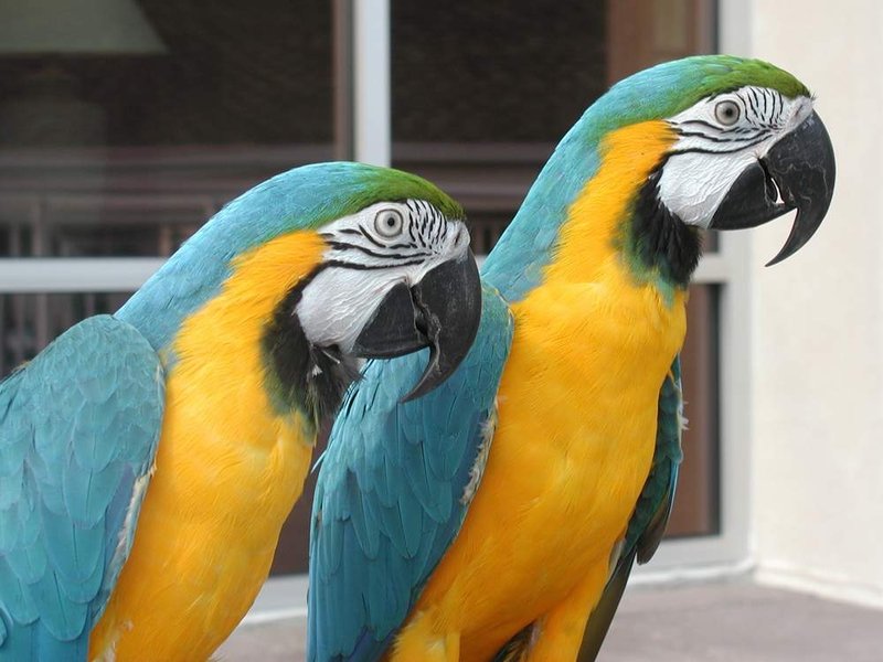 Holiday Inn Resort - Wrightsville Beach, NC