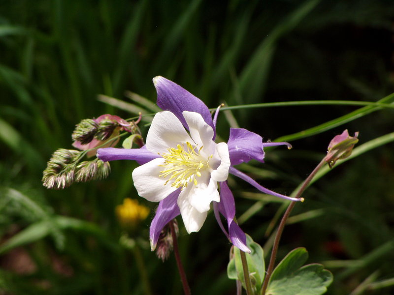 Best Western - Clifton, CO