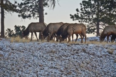 BEST WESTERN PLUS Silver Saddle - Estes Park, CO