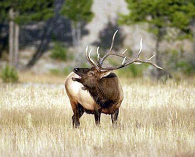 BEST WESTERN PLUS Silver Saddle - Estes Park, CO