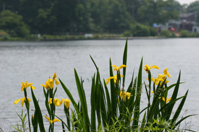 Best Western Rockaway Hotel - Rockaway, NJ