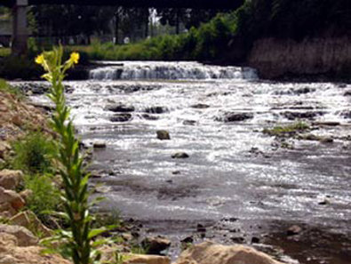 Best Western - Cannon Falls, MN