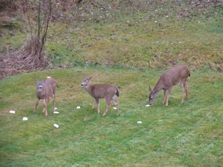 Mt Scott Manor B & B - Happy Valley, OR