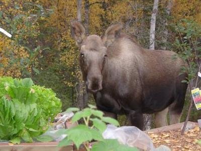 Alaska Birch Cottages - Palmer, AK