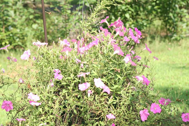 Hampton Inn Pickwick Dam-At Shiloh Falls - Counce, TN