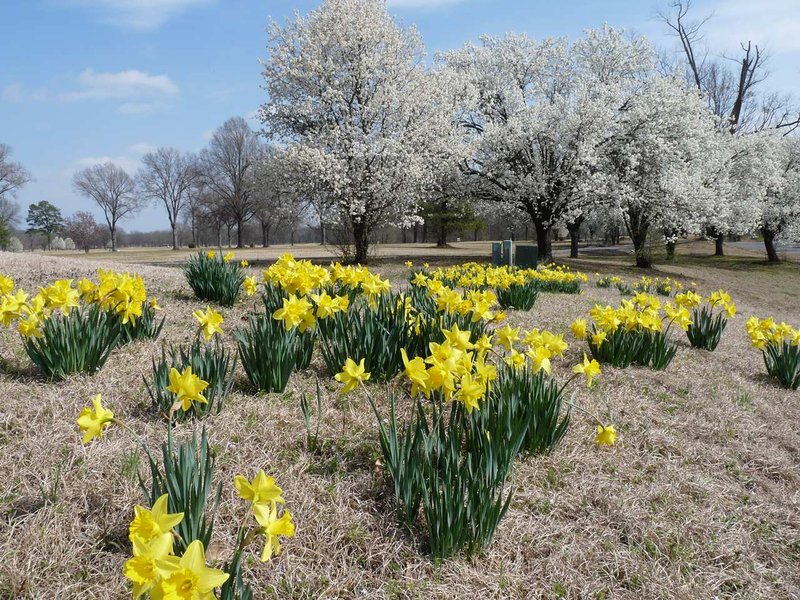 Hampton Inn - Searcy, AR