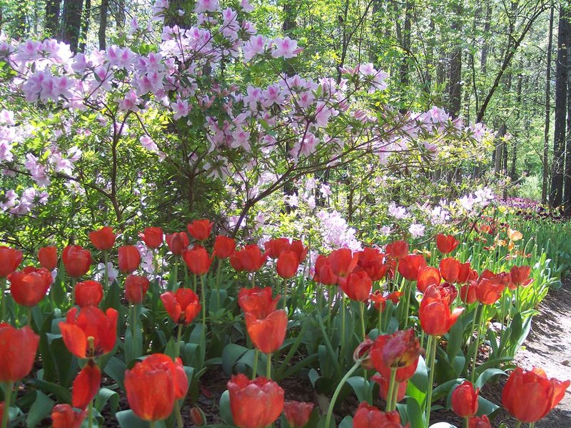 Hampton Inn - Searcy, AR