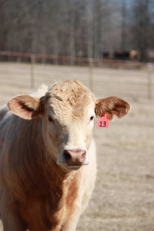 Hampton Inn - Searcy, AR