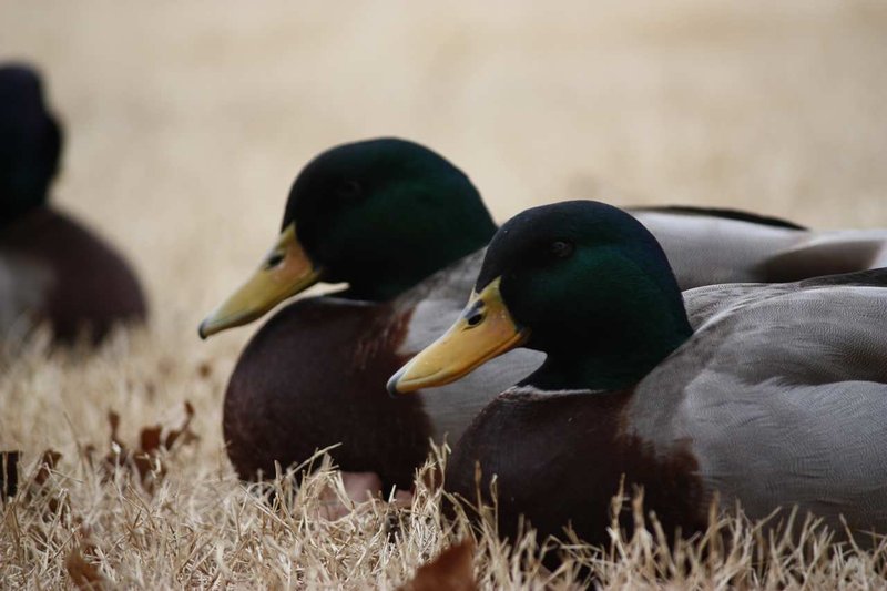 Hampton Inn - Searcy, AR