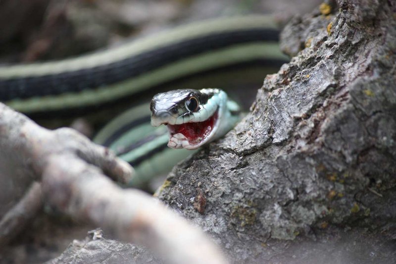 Hampton Inn - Searcy, AR