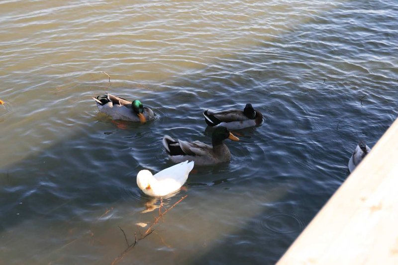 Hampton Inn - Searcy, AR