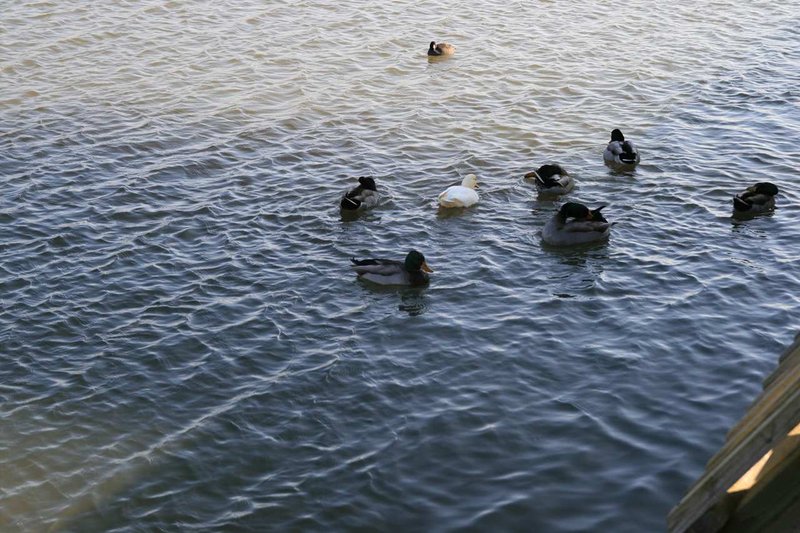 Hampton Inn - Searcy, AR