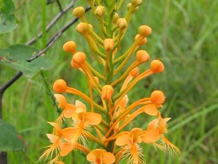 Allen Acres Bed & Breakfast - Pitkin, LA