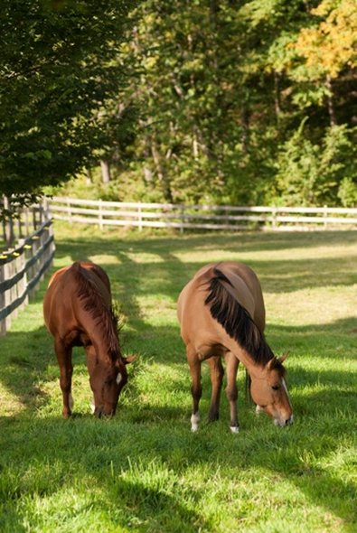 Three Stallion Inn - Randolph, VT
