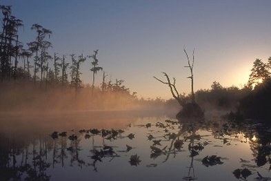Best Western Plus - Kingsland, GA