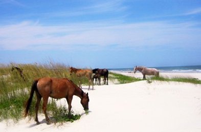 Best Western Plus - Kingsland, GA