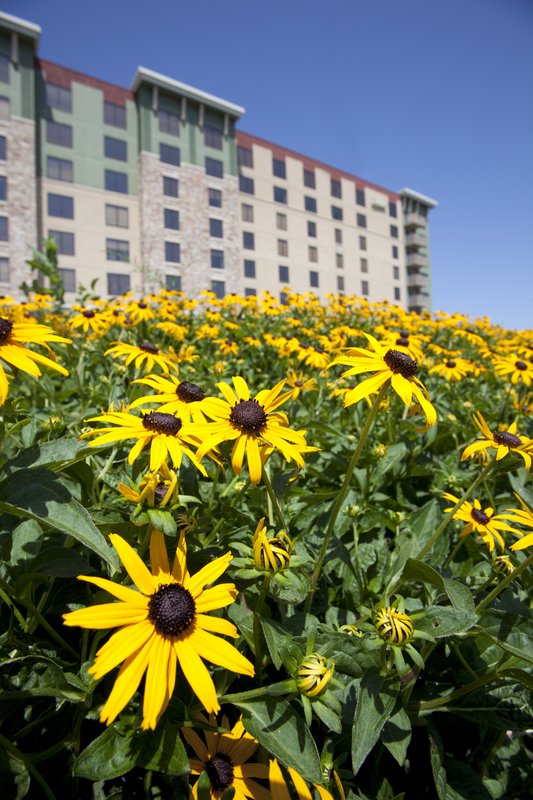 Radisson Hotel Bloomington By Mall Of America - Minneapolis, MN