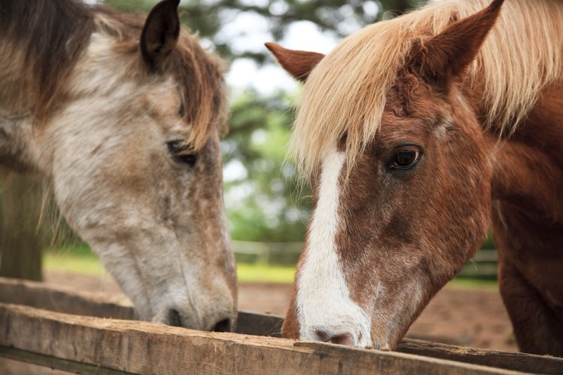 Refuge Inn - Chincoteague Island, VA