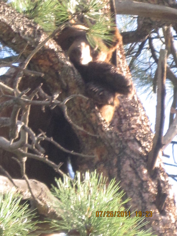 Quality Inn - Durango, CO