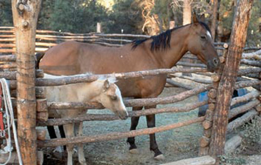 Kohl's Ranch Lodge - Payson, AZ