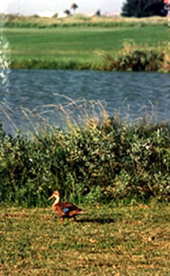 Best Western - Rio Grande City, TX