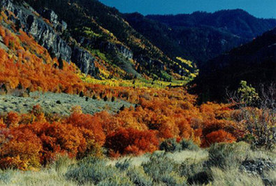 BEST WESTERN PLUS Weston Inn - Logan, UT