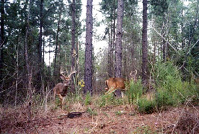 Best Western - Northport, AL