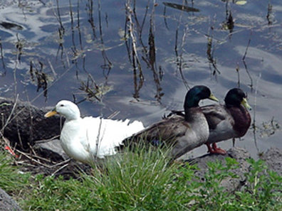 Best Western - Show Low, AZ