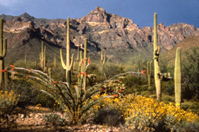 Best Western - Gila Bend, AZ
