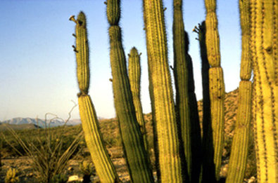 Best Western - Gila Bend, AZ