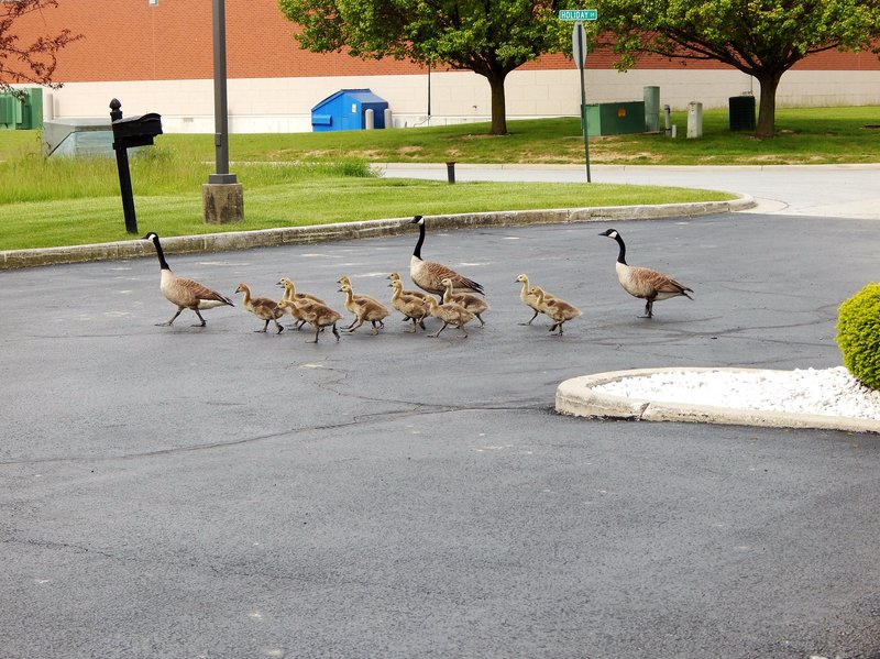 Holiday Inn Express - Rockford, OH