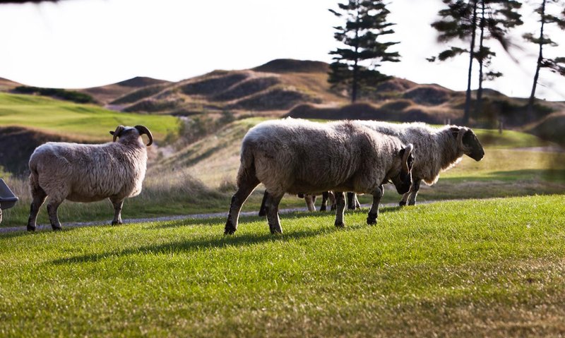 Inn on Woodlake - Kohler, WI