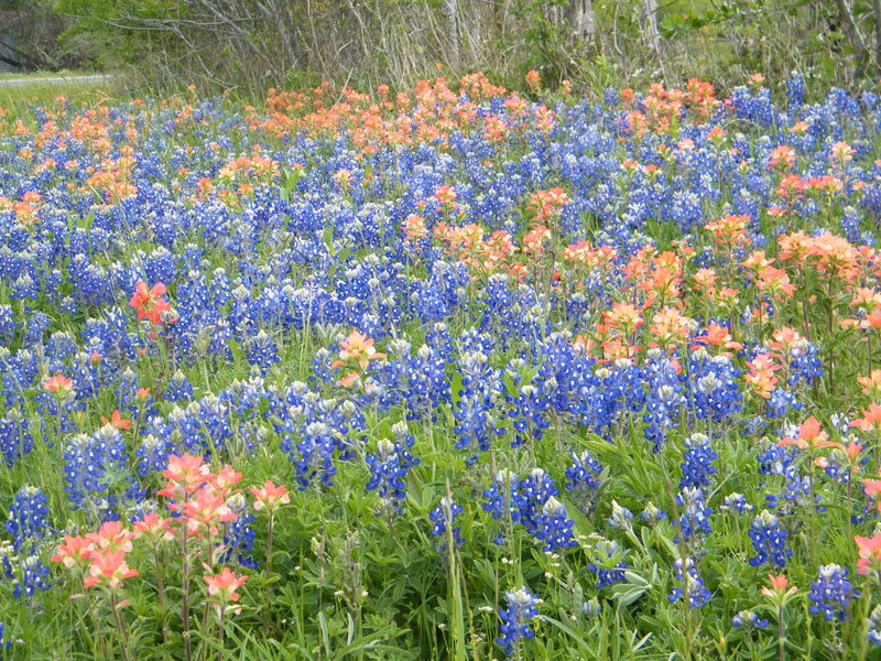 BEST WESTERN Inn Of Brenham - Brenham, TX