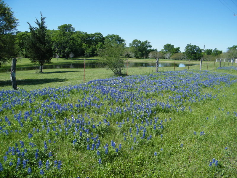 BEST WESTERN Inn Of Brenham - Brenham, TX