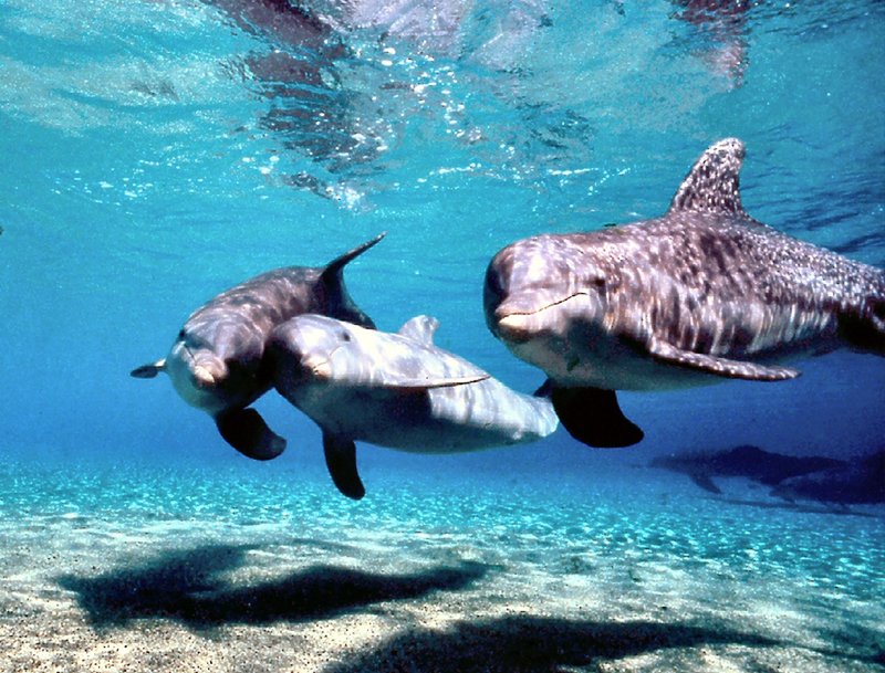 Hilton-Waikoloa Village - Waikoloa, HI